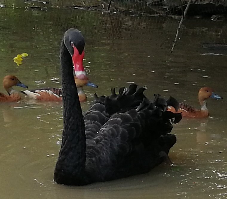 schwarzer Schwan, black swan